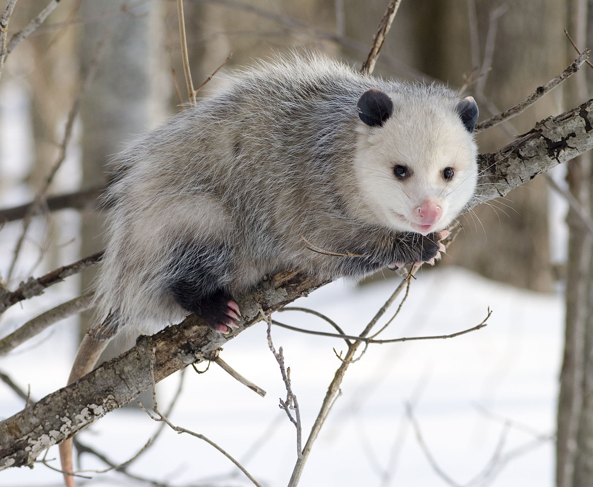 Extra small opossum